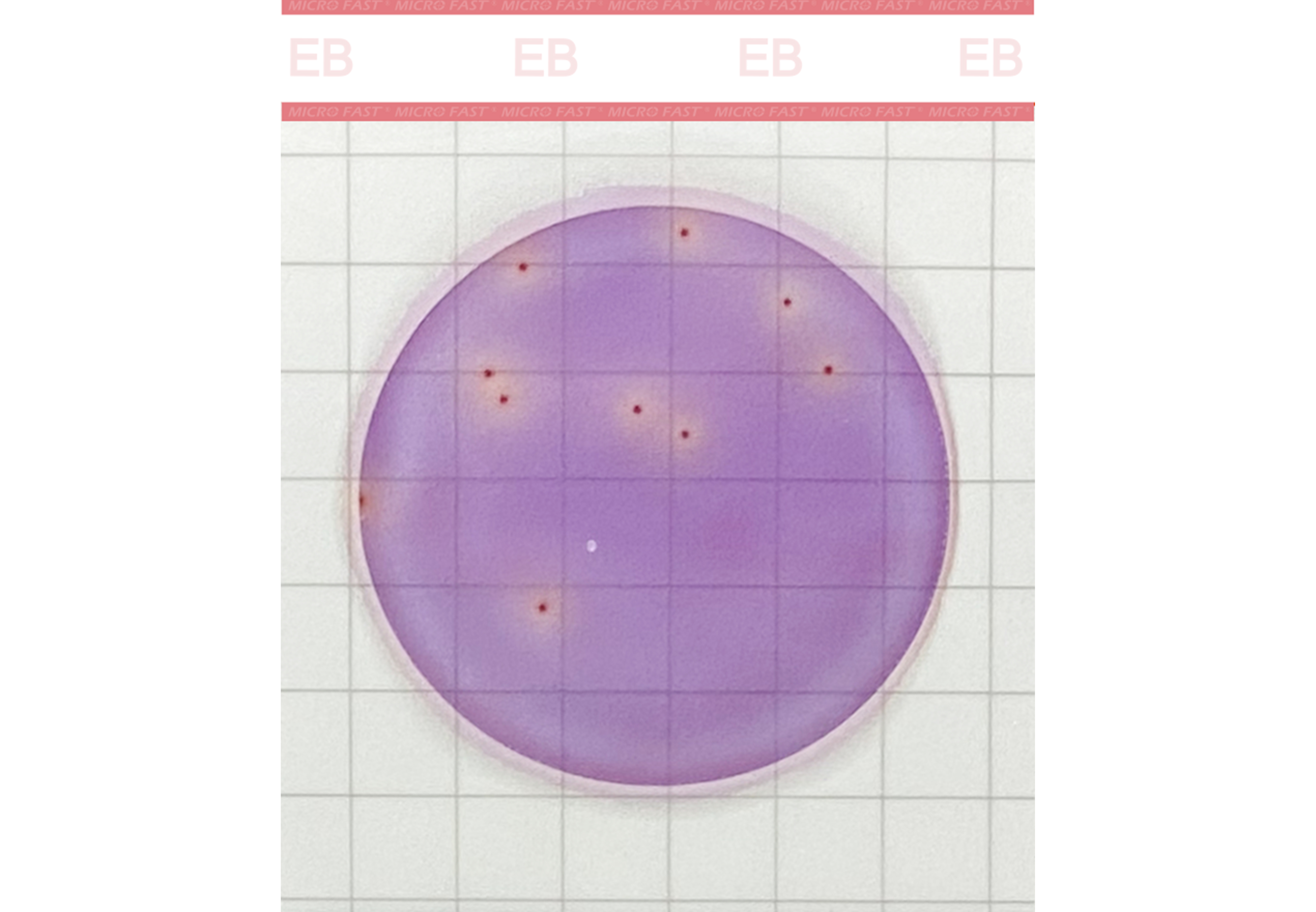 MicroFast Premium Enterobacteriaceae Count Plate???